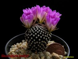 Mammillaria luethyi 08.04.06