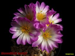 Mammillaria luethyi 09.04.06