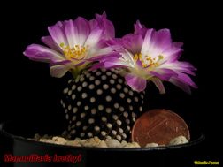 Mammillaria luethyi 09.04.06