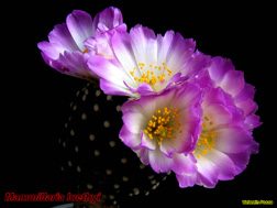 Mammillaria luethyi 22.04.06