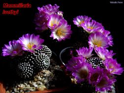 Mammillaria luethyi 22.04.06