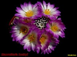 Mammillaria luethyi 22.04.06