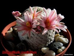Mammillaria pectinifera 02.03.08