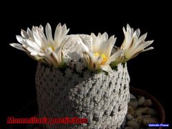 Mammillaria pectinifera 09.02.08