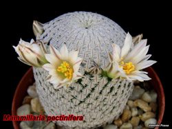 Mammillaria pectinifera 26.01.08