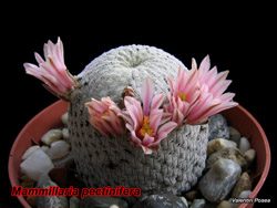 Mammillaria pectinifera 28.02.08