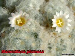 Mammillaria pectinifera 08.01.06
