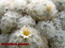 Mammillaria plumosa 