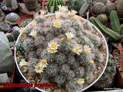 Mammillaria prolifera 12.04.08