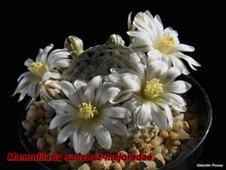 Mammillaria sanchez mejoradae 02.03.08