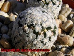 Mammillaria sanchez-mejoradae 20.01.08
