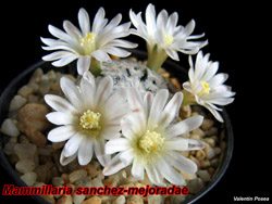 Mammillaria sanchez mejoradae 15.02.07