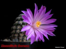 Mammillaria theresae 12.04.08