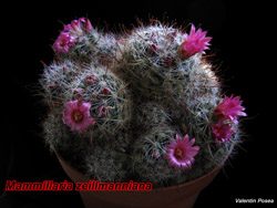 Mammillaria zeillmanniana 09.03.08