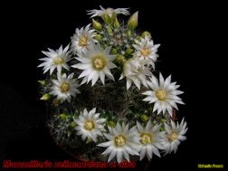 M zeillmanniana albiflora 22.04.06