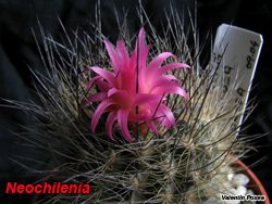 Turbinicarpus andersonii 05.03.06