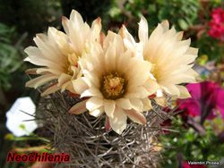 Neochilenia