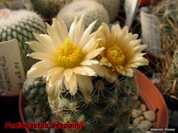 Pediocactus despainii SB 1014 18.04.08