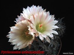 Pyrhocactus melanacanthus 11.04.08