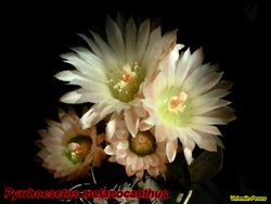 Pyrrhocactus melanocanthus 08.05.06