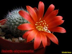 Rebutia chrysacantha 06.05.06