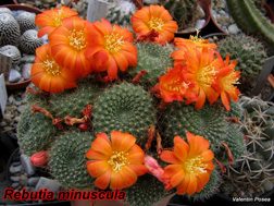 Rebutia minuscula 28.04.08