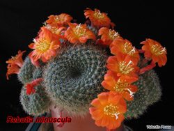 Rebutia minuscula 15.03.08