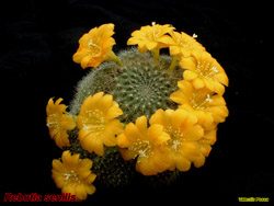 Rebutia senilis 09.05.04 