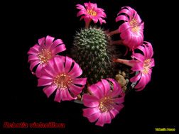 Rebutia violaciflora 02.04.06