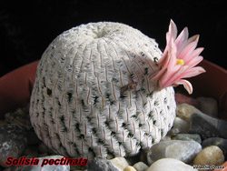 Mammillaria pectinifera 04.02.06