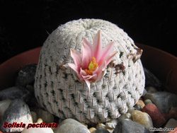 Mammillaria pectinifera 04.02.06