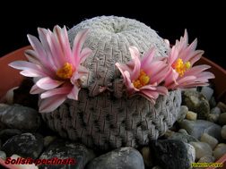 Mammillaria pectinifera 23.02.06