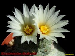 strombocactus disciformis 06.04.06