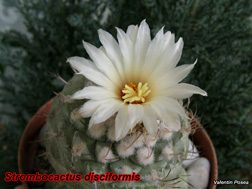 Strombocactus disciformis 12.04.08