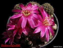 Sulcorebutia 06.05.06