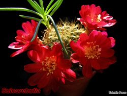 Sulcorebutia 12.05.07