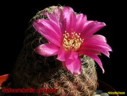 Sulcorebutia crispata 06.05.06