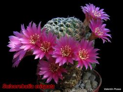 Sulcorebutia crispata 11.04.08
