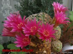 Sulcorebutia crispata 12.04.08