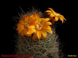 Sulcorebutia haseltonii 22.04.06