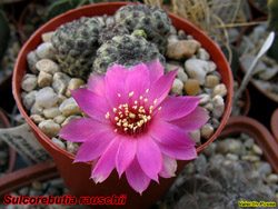 S. rauschii