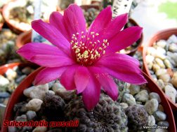 Sulcorebutia rauschii 28.04.07
