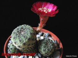 Sulco rauschii verde