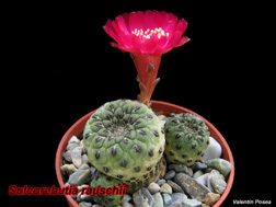 Sulco rauschii verde