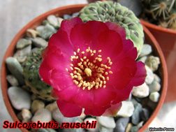 Sulco rauschii verde