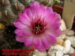 Sulcorebutia rauschii 12.04.08