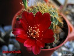 Sulcorebutia 27.04.07