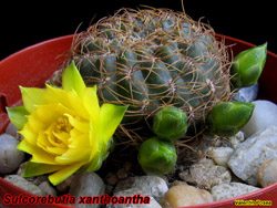 Sulcorebutia xanthoantha 01.05.06