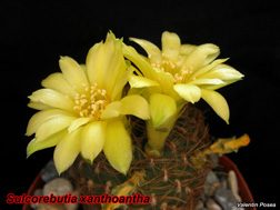 Sulcorebutia xanthoantha 05.04.08