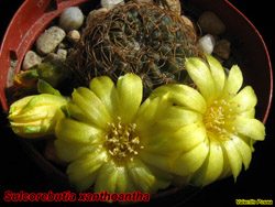 Sulcorebutia xanthoantha 06.05.06